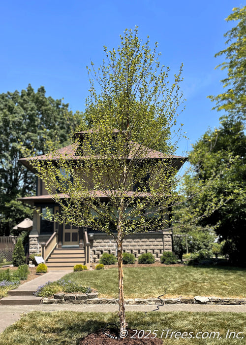 A young River Birch freshly planted in early spring on a residential parkway with a two-story home in the background.