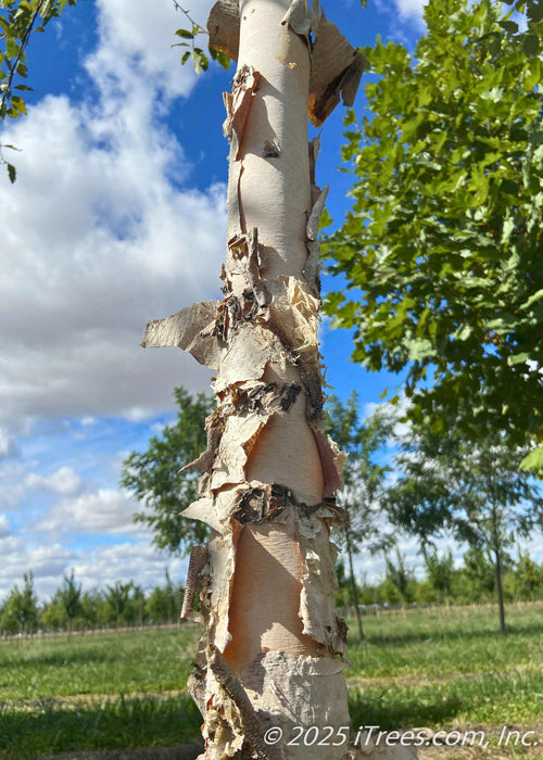 Closeup of mottled, dark brown to light tan peeling bark. 