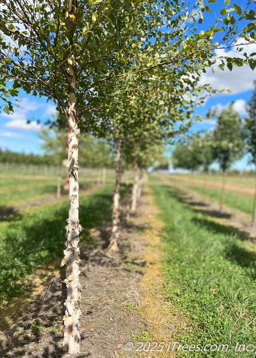 Closeup of a River Birch Trunk growing in a row of other birch at the nursery, green strips of grass grow between tree rows, and a bright, cloudy blue sky is in the background.