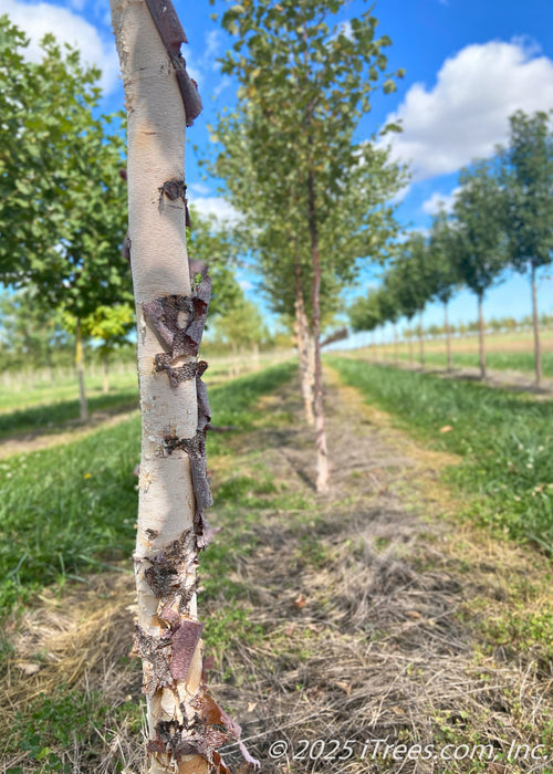 Closeup of a River Birch Trunk growing in a row of other birch at the nursery, green strips of grass grow between tree rows, and a bright, cloudy blue sky is in the background.