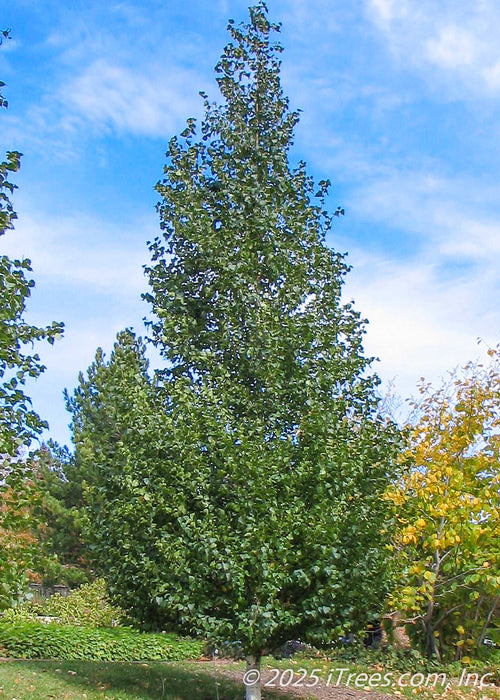 Mature Dakota Pinnacle Birch with upright conical form, dark green leaves and chalky white trunk.