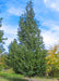 Mature Dakota Pinnacle Birch with upright conical form, dark green leaves and chalky white trunk.