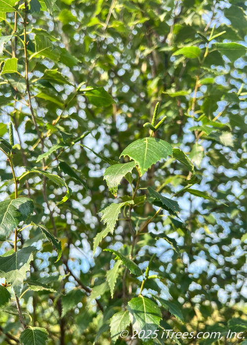 Closeup of small, sharply pointed serrated green leaves.