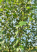 Closeup of small, sharply pointed serrated green leaves.