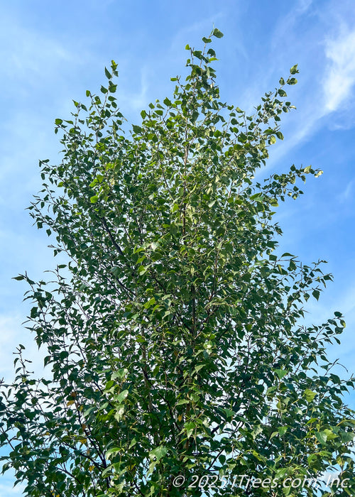 View looking up at the top of the tree's pyramidal shaped canopy of small, dark green serrated leaves against a bright blue cloudy sky.