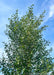 View looking up at the top of the tree's pyramidal shaped canopy of small, dark green serrated leaves against a bright blue cloudy sky.
