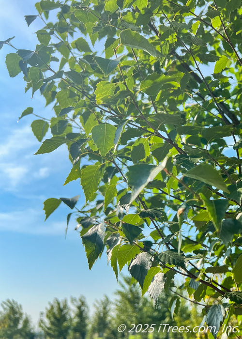 Closeup view of the outer branching showing small, sharply pointed, serrated green leaves 