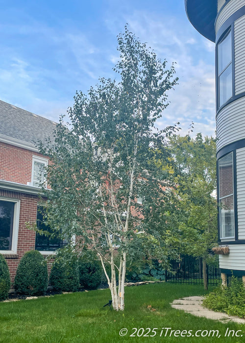 Whitespire Birch planted near a front pathway between homes for additional screening.
