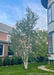 Whitespire Birch planted near a front pathway between homes for additional screening.