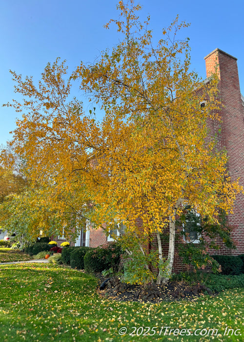 Whitespire Birch in autumn growing in a front landscape bed near a brick house, its white bark is complemented by its vibrant changing fall color.