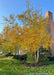 Whitespire Birch in autumn growing in a front landscape bed near a brick house, its white bark is complemented by its vibrant changing fall color.