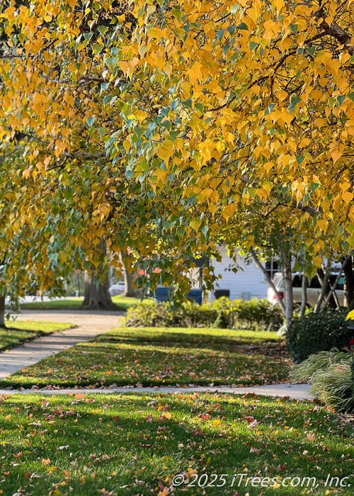A Whitespire Birch tree's canopy overhangs a front lawn in autumn, the morning sun is filtering through the trees leaves, and on the grass and sidewalk in the background. The tree's leaves are changing from green to a vibrant yellow-gold.