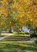 A Whitespire Birch tree's canopy overhangs a front lawn in autumn, the morning sun is filtering through the trees leaves, and on the grass and sidewalk in the background. The tree's leaves are changing from green to a vibrant yellow-gold.