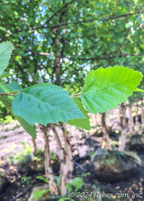 Closeup of large green leaves with serrated edges.