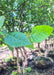 Closeup of large green leaves with serrated edges.