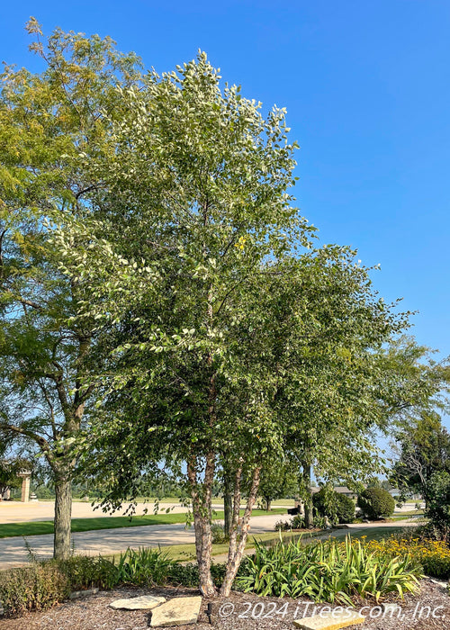 Mature Heritage Birch planted in a front landscape bed.