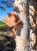 Closeup of white chalky trunk with shedding peeling bark revealing peachy tones.