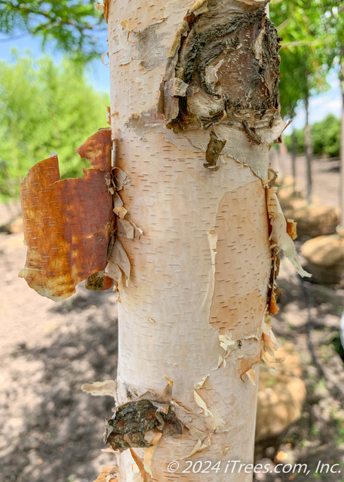 Closeup of whiteish-tan trunk peeling to reveal peachy undertones.