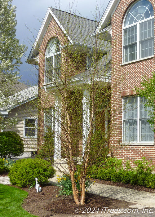 Newly planted Heritage River Birch in a front yard near a driveway.