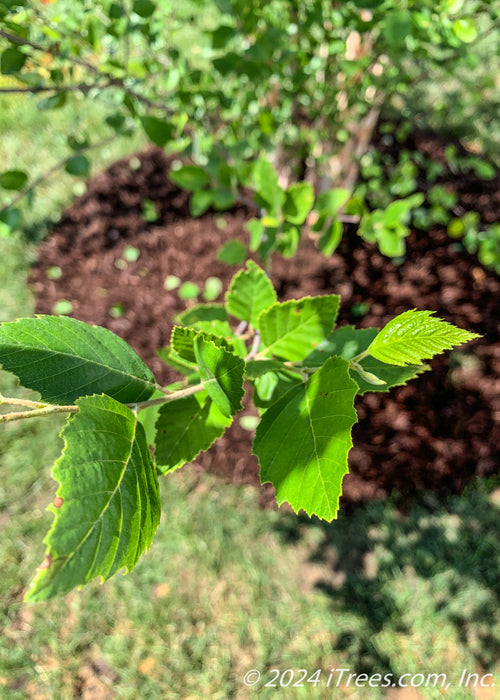 Closeup of newly emerged green leaves with serrated edges.