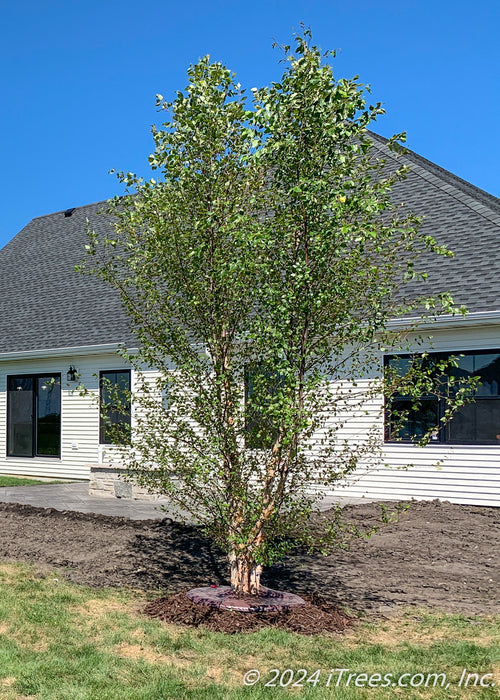 Newly planted Heritage Birch near a patio in the backyard.