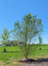 Newly planted Heritage Birch in a backyard among other newly planted trees.