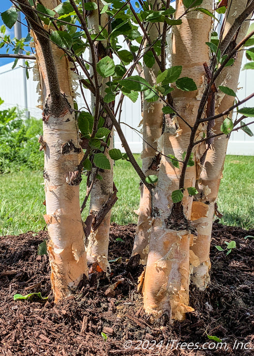 Closeup of clump form trunks peeling to reveal peachy undertones.