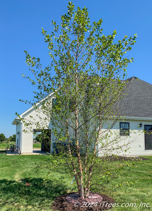 Newly planted Heritage Birch in a backyard.