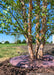 Closeup of newly planted clump form Heritage Birch with a treegator around it.