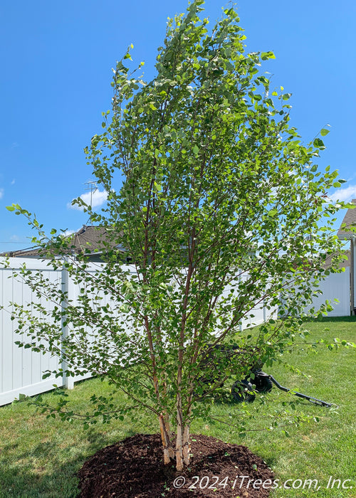A newly planted Heritage Birch planted in a backyard along a fence line for additional privacy.