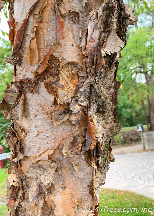 Closeup of a mature Heritage Birch trunk with shedding bark revealing peachy undertones.
