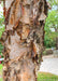 Closeup of a mature Heritage Birch trunk with shedding bark revealing peachy undertones.