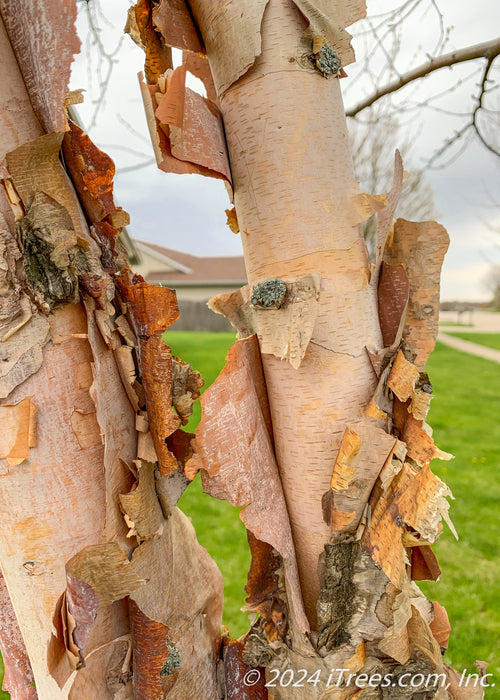 Closeup of clump form Heritage Birch trunks, peeling and shedding to reveal peachy undertones.