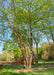 A group of mature Heritage Birch planted in a downtown river park area.