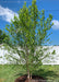 Heritage River Birch newly planted in a backyard along a fence line.