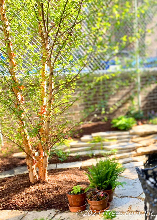 Heritage Birch planted in a Chicago courtyard for privacy.