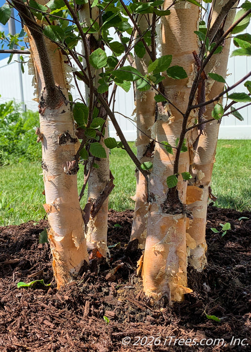 Heritage® River Birch