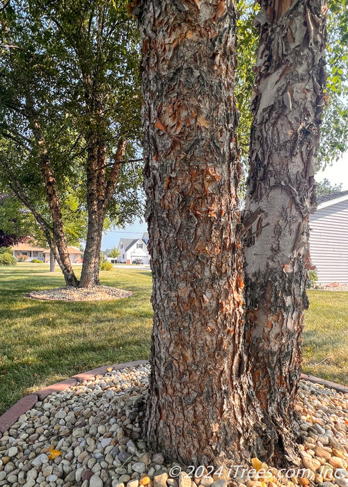 Closeup of multi-stem peeling trunks.