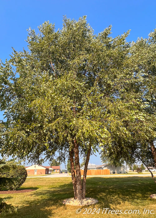  A mature multi-stem River Birch with green leaves planted in a side yard for privacy and screening.