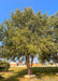  A mature multi-stem River Birch with green leaves planted in a side yard for privacy and screening.