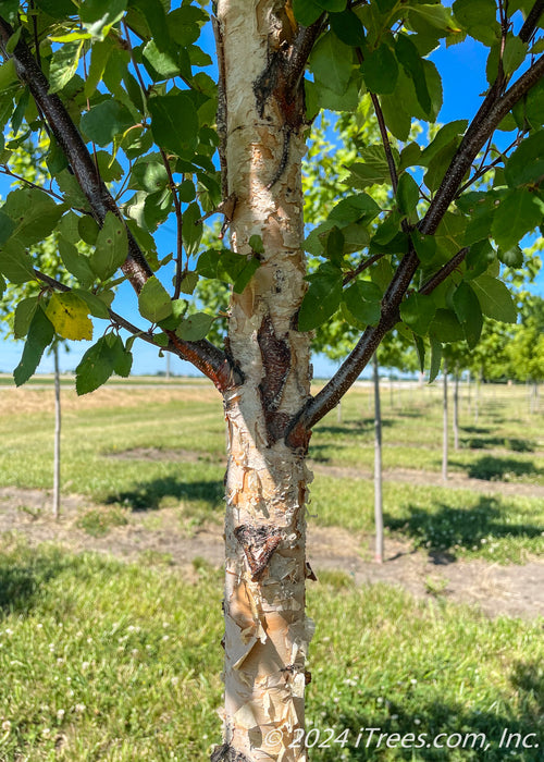 Closeup view of lower branching and trunk.