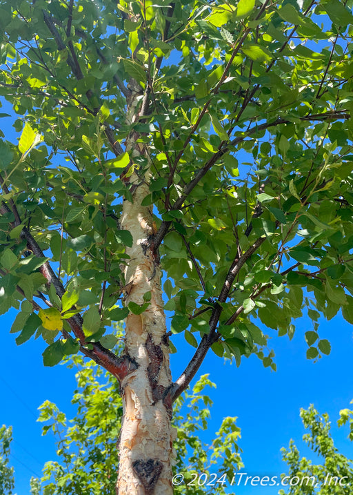 Closeup view of a single trunk River Birch canopy of green leaves.