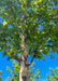Closeup view of a single trunk River Birch canopy of green leaves.
