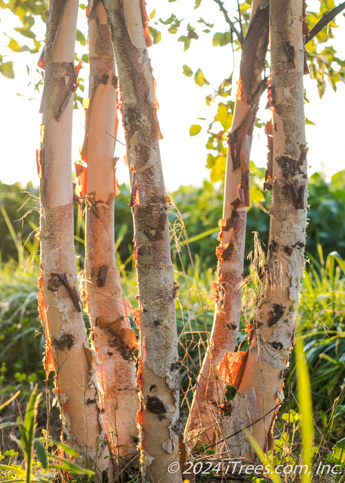 Closeup of multi-stem trunks with shedding peeling bark with sunlight filtering through.