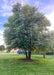 A mature multi-stem clump River Birch with green leaves.