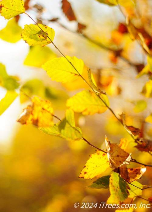 Closeup of yellow gold fall color.