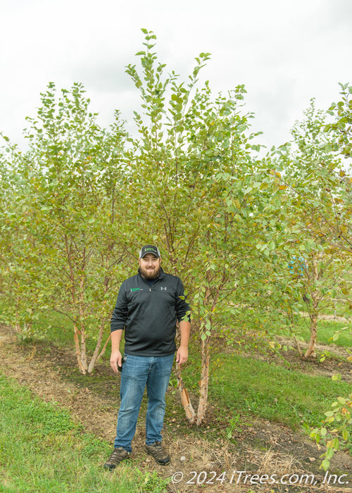 Mutli-stem River Birch at the nursery with green leaves with a person standing nearby for a height comparison.