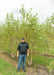 Mutli-stem River Birch at the nursery with green leaves with a person standing nearby for a height comparison.