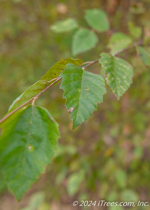 Closeup of green serrated leaf.