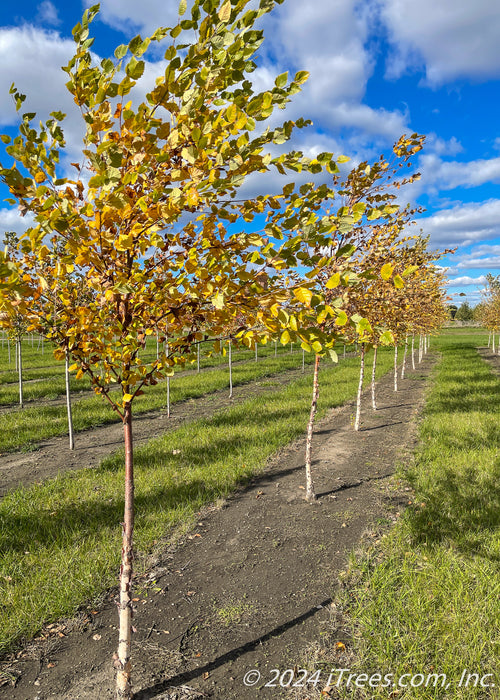 A row of single trunk River Birch at the nursery with yellow-gold fall color.